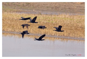 3U1A8391_DxO