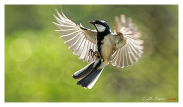 IMG_0329_DxO