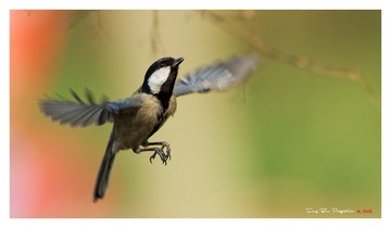IMG_5511_DxO