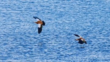 O54A0731_DxO