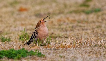 3U1A9476_DxO