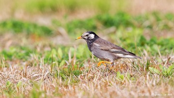 3U1A9347_DxO