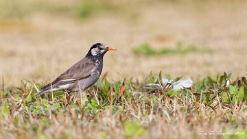3U1A9442_DxO