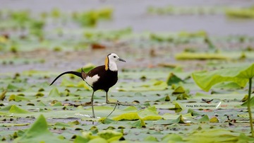 3U1A8258_DxO