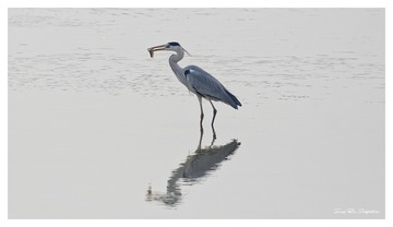 3U1A8788_DxO