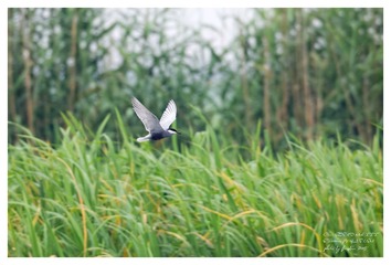 3U1A8771_DxO_DxO