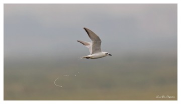 181A5810_DxO