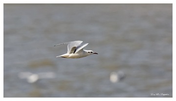 3U1A9074_DxO