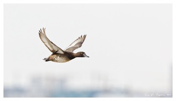 181A9449_DxO