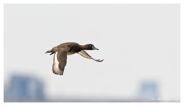 181A9450_DxO