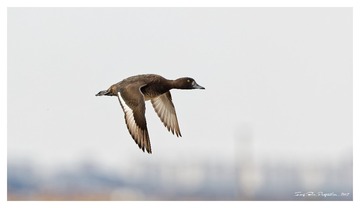 181A9451_DxO
