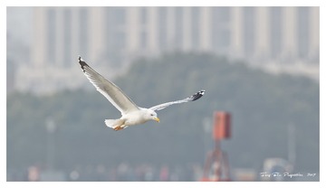 181A9791_DxO