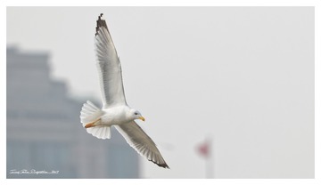 181A9794_DxO