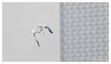 181A9796_DxO