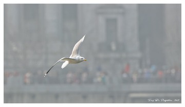 181A9800_DxO