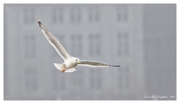 181A9803_DxO