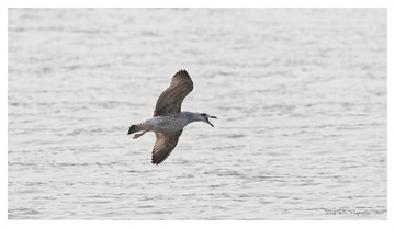 181A9531_DxO