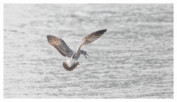 181A9539_DxO