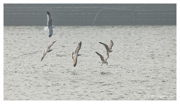 181A9695_DxO
