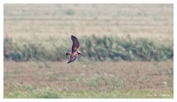 181A5698_DxO