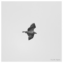 6A9A1083_DxO