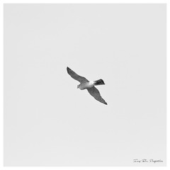 181A0775_DxO