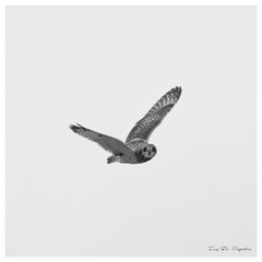 181A9386_DxO