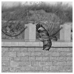 O54A5576_DxO
