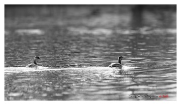 5M2A2989_DxO