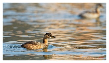 5M2A3050_DxO