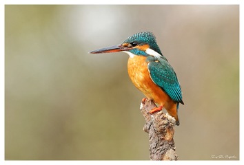 IMG_9440_DxO