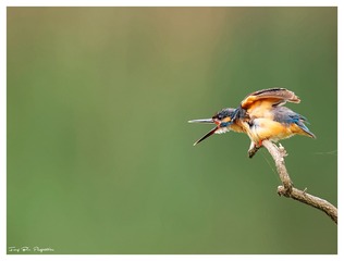 3U1A9745_DxO_DxO