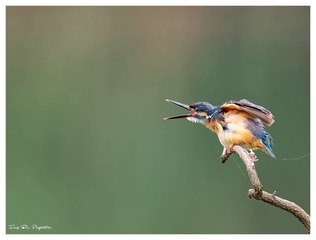 3U1A9754_DxO_DxO