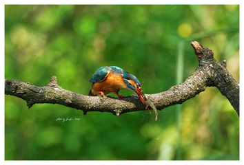 IMG_8442_DxO_DxO