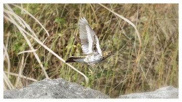 181A9851_DxO