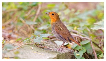 3U1A8213_DxO