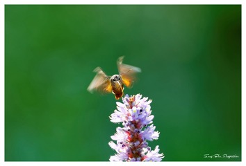 3U1A1337_DxO_DxO