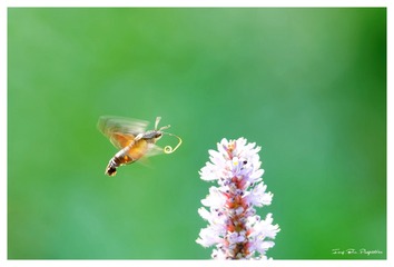 3U1A1356_DxO_DxO