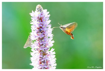3U1A1389_DxO_DxO