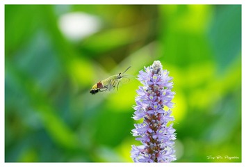 3U1A1491_DxO_DxO