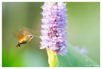3U1A1905_DxO_DxO