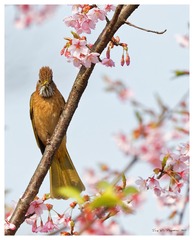 181A9977_DxO