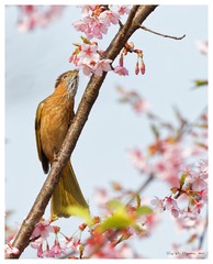 181A9981_DxO