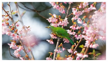 181A0100_DxO
