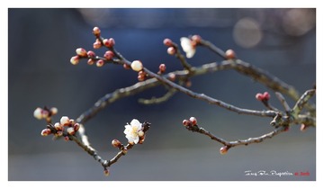 5M2A2959_DxO