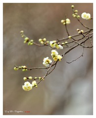 5M2A3427_DxO
