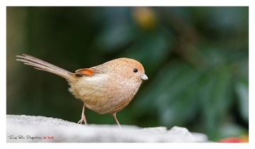 A78Q9885_DxO