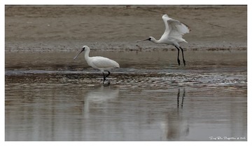 181A7742_DxO_DxO