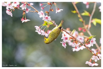 181A0020_DxO