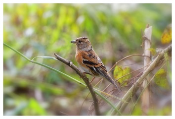 181A7457_DxO
